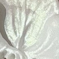 Bone Segment Necklace